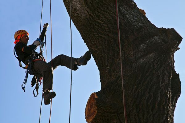 Tree Climbing & Rescue