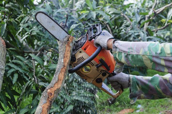 Chainsaw Felling Course