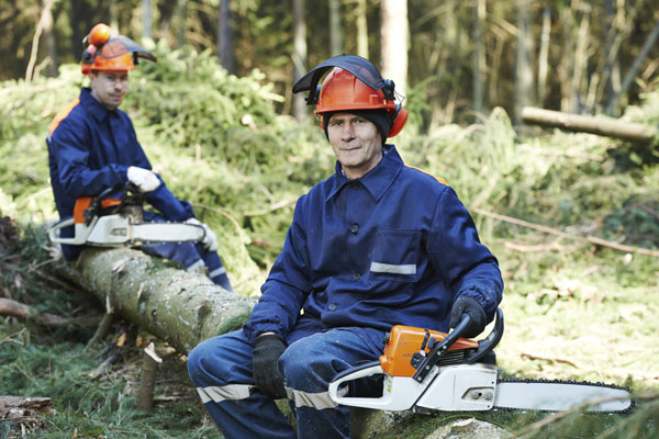 Tree Survey & Inspection
