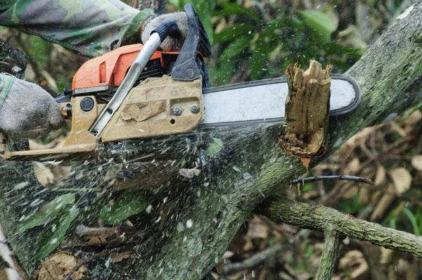 Clearing Saw