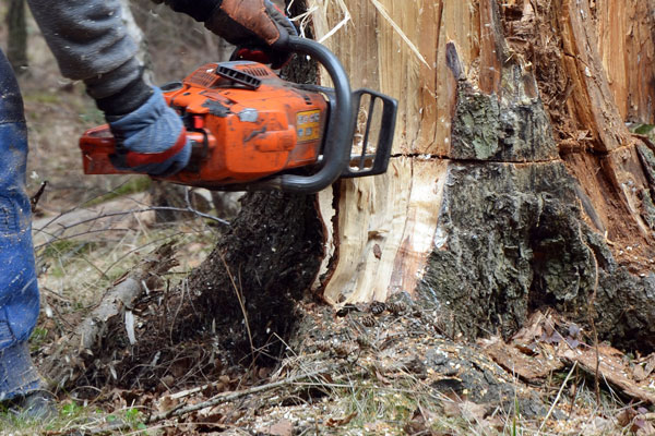 Chainsaw Training
