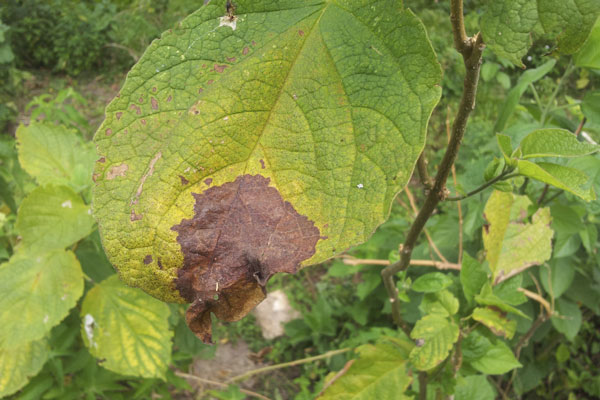 Pesticide Application Foundation Module