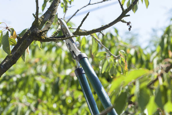 Aerial Pruning