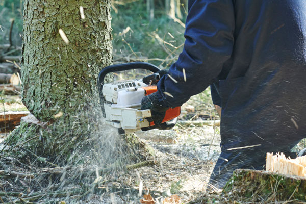 Basic Felling Techniques